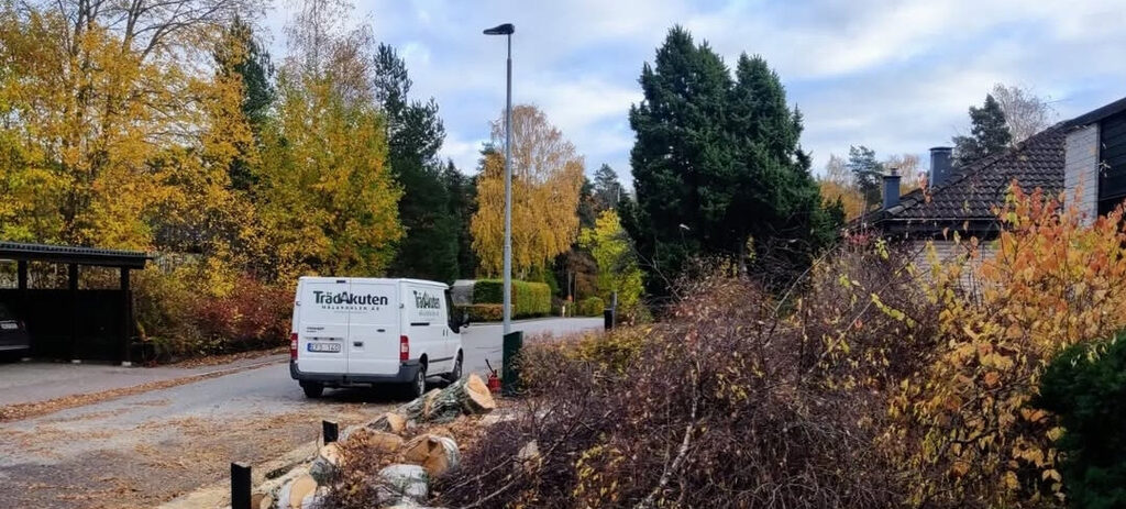 Trädfällning i Flen