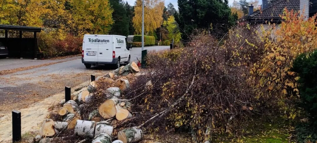 Trädfällning i Gnesta