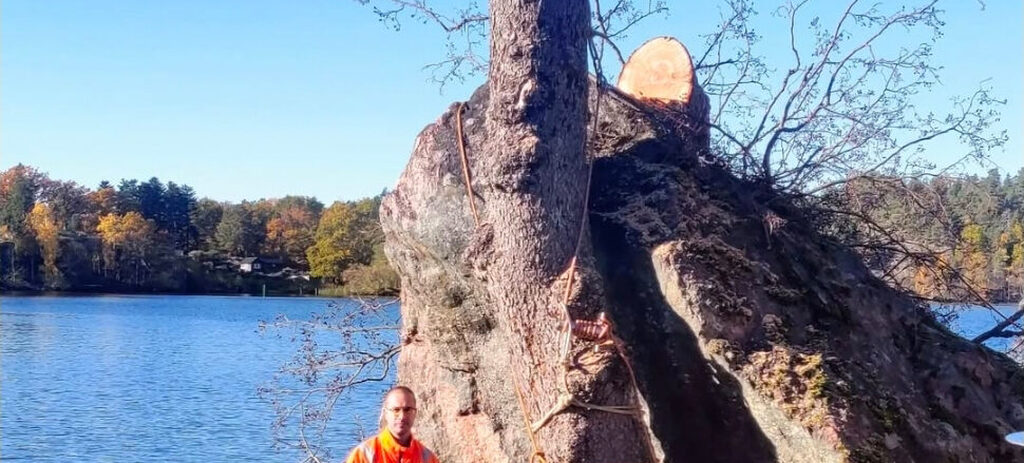 Trädfällning vid Mälarens strand i Strängnäs