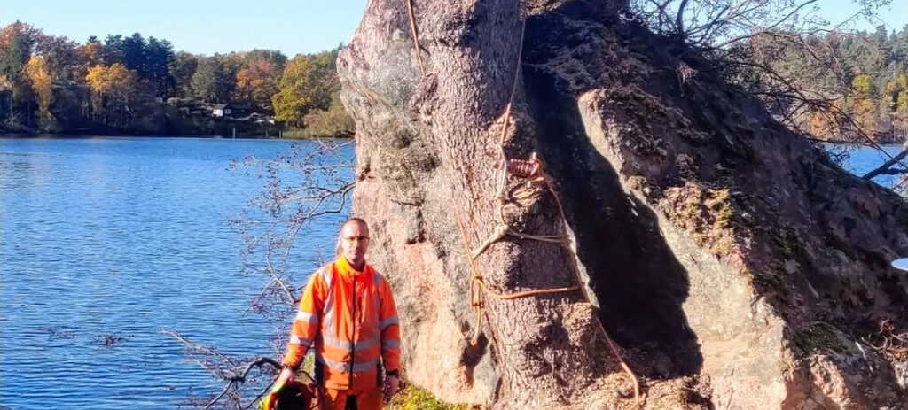 Trädfällning i Torshälla