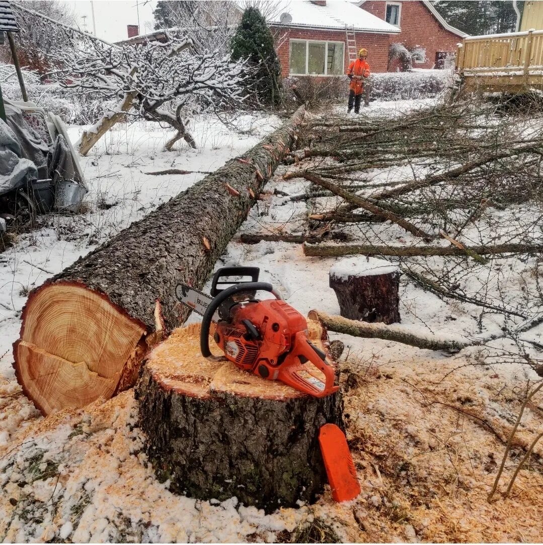 Stor trädfällning med arborist i Eskilstuna