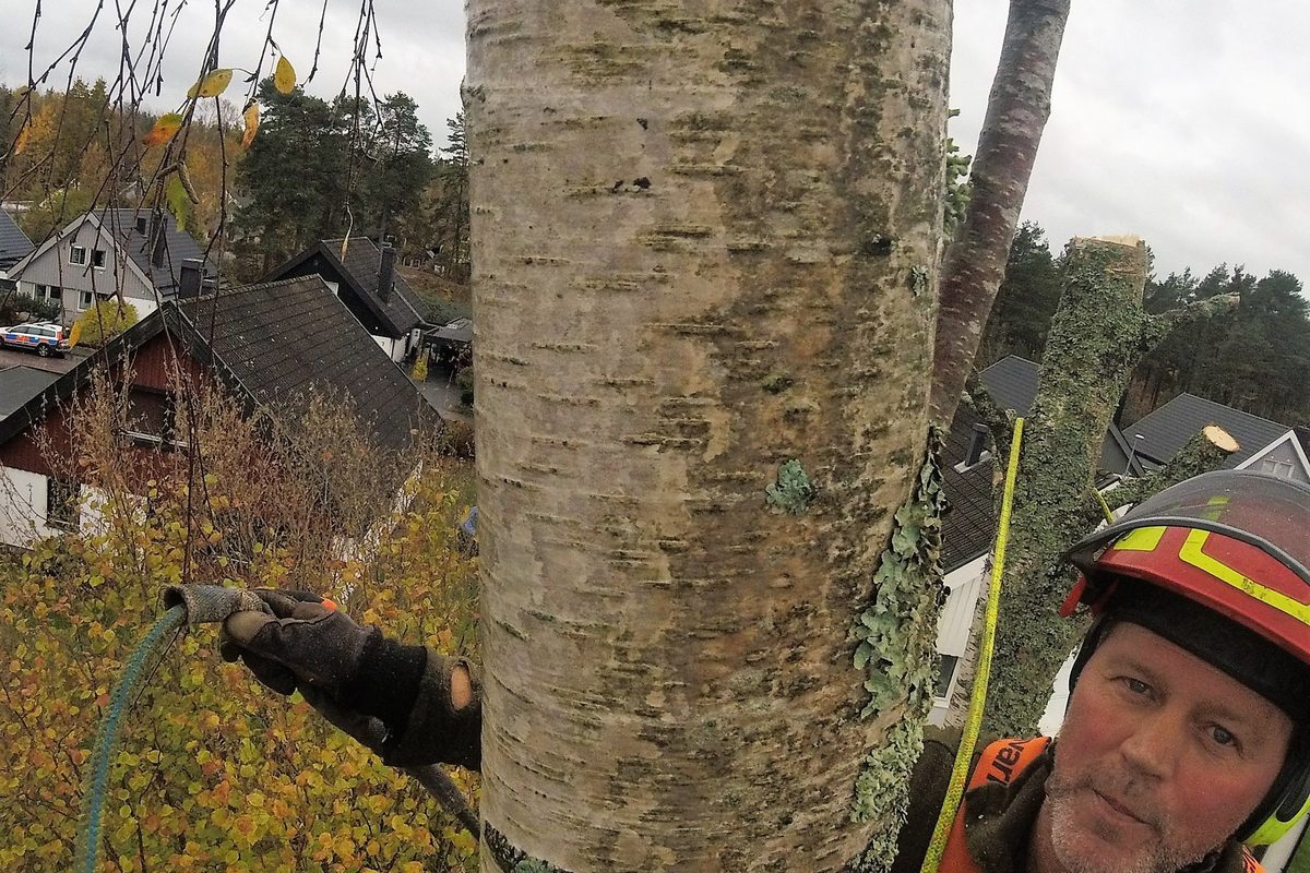 Arborist uppe i en björk med bostadshus i bakgrunden