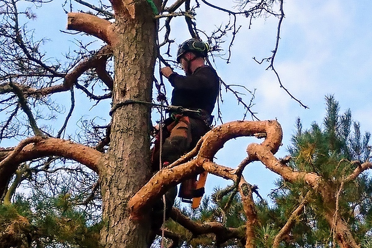 Arborist högt uppe i en knotig krona med grova sidogrenar mot blå himmel