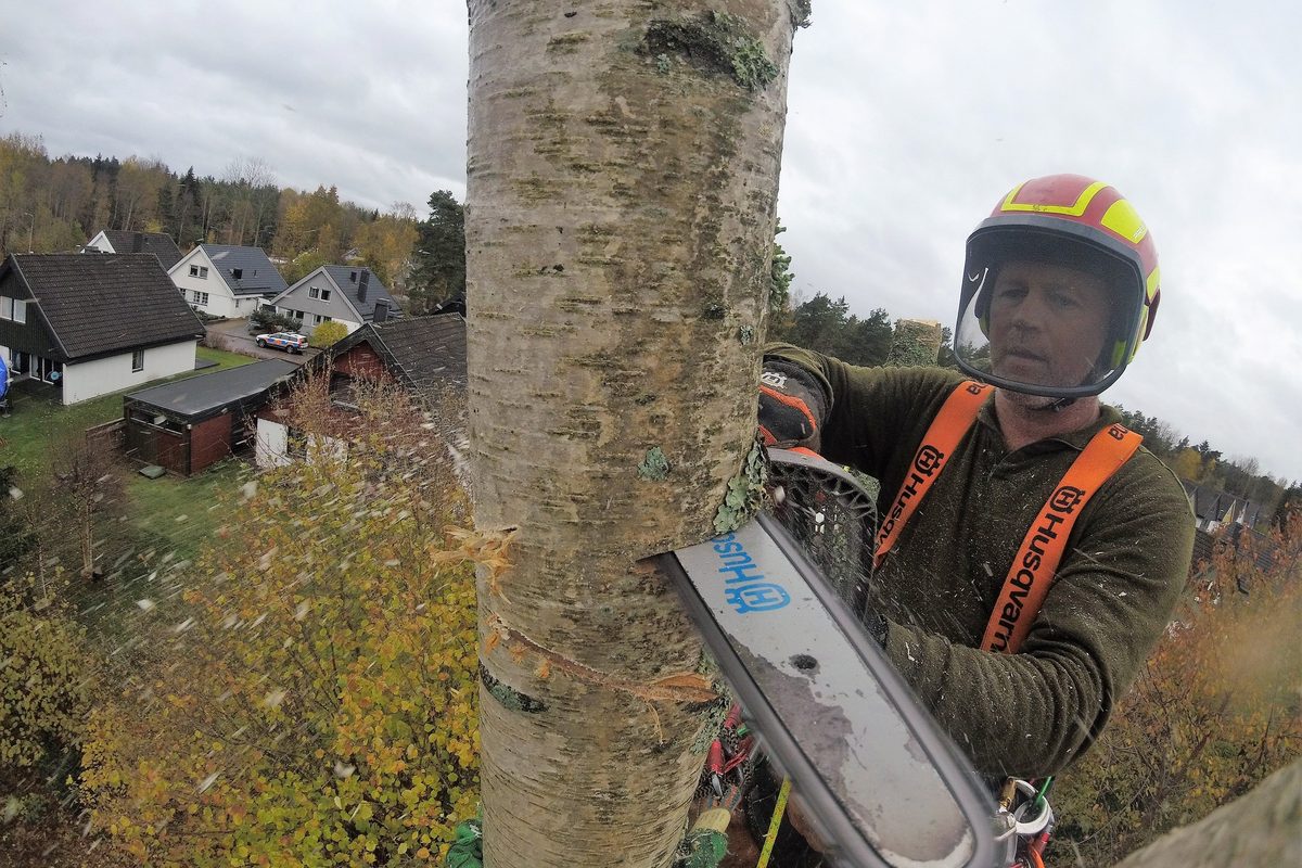 Arborist i sele intill stammen med bebyggelsen nedanför