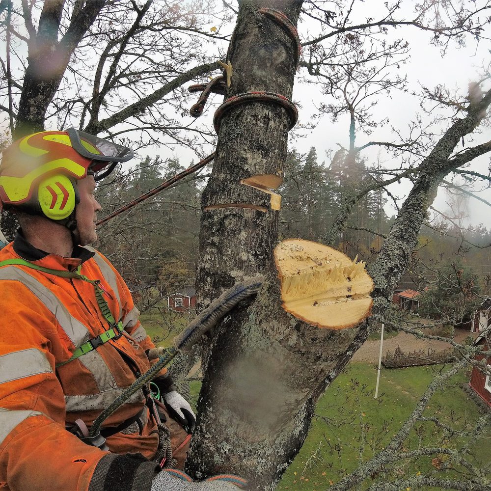Arborist med hjälm och hörselskydd kapar av en grov gren