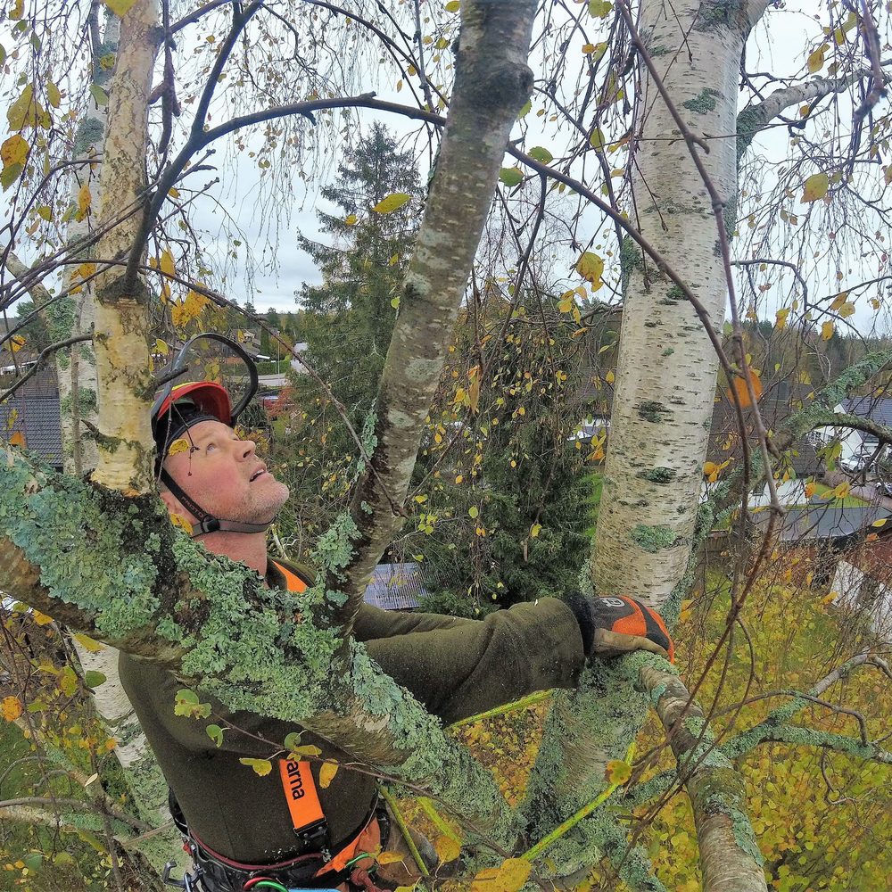 Arborist i björkkronan som kvistar av grenar