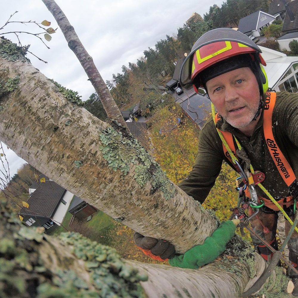Arborist i sele lutad mot en björkstam