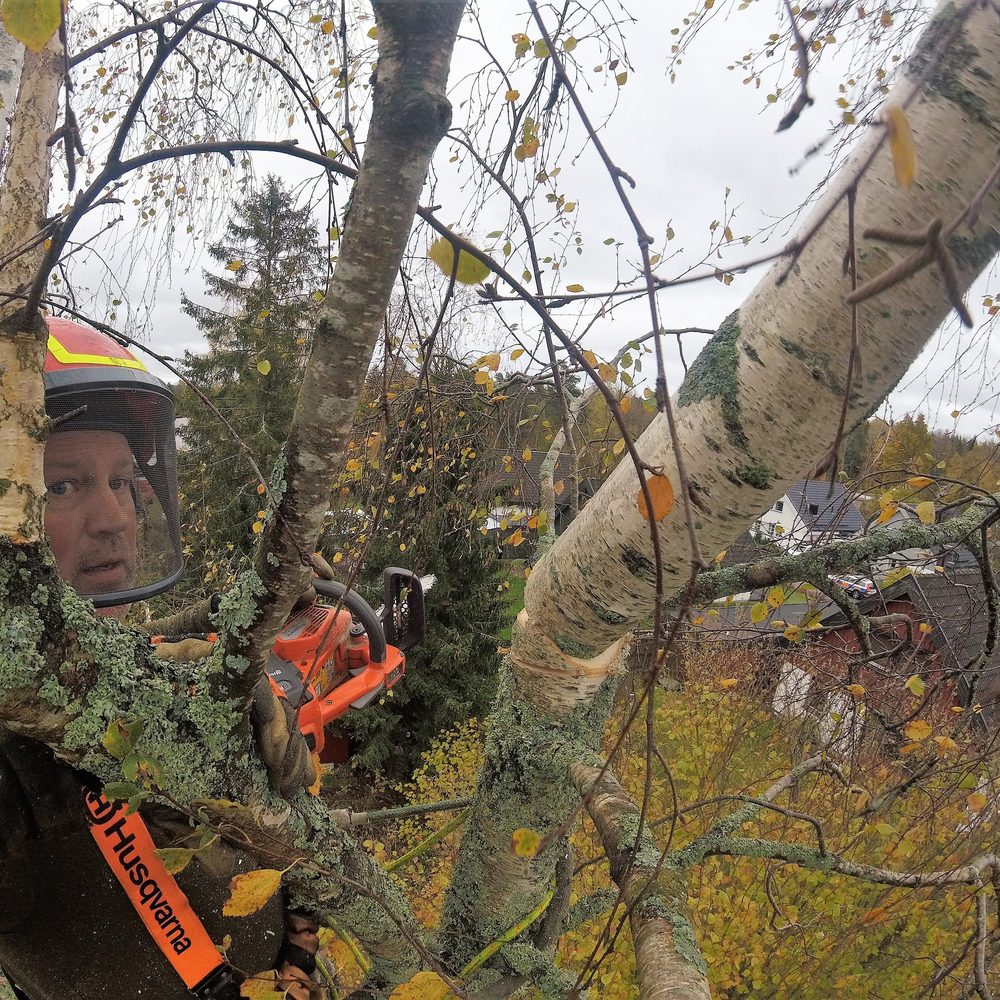 Arborist i sele som kapar grenar i en avlövad krona