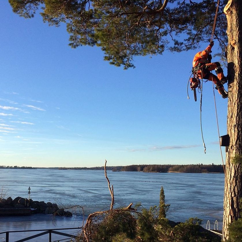 Arborist på väg upp i en stam nere vid vattnet under blå himmel