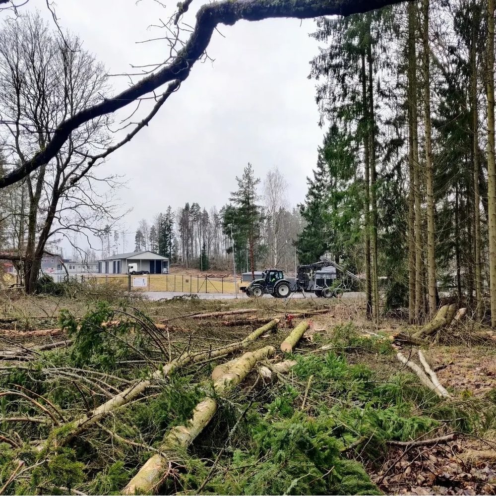 Fälld stam i skogsbrynet intill en grusad uppställningsyta