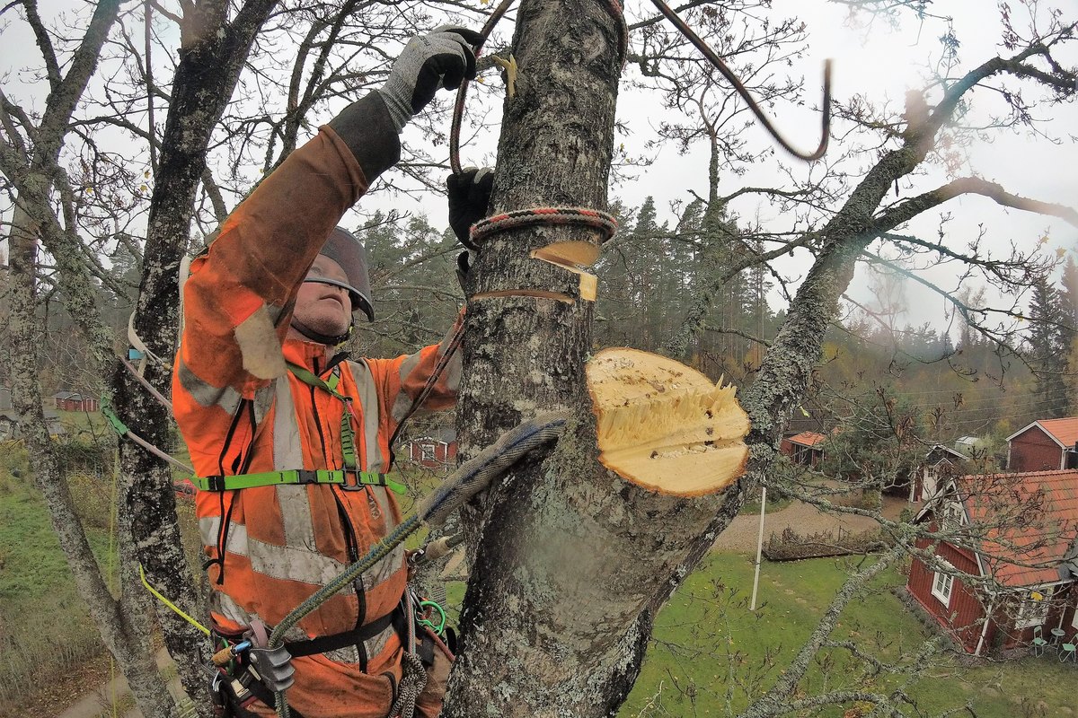 Arborist i orange varselkläder uppe i en klyka på ett avlövat lövträd med ett rött hus bakom