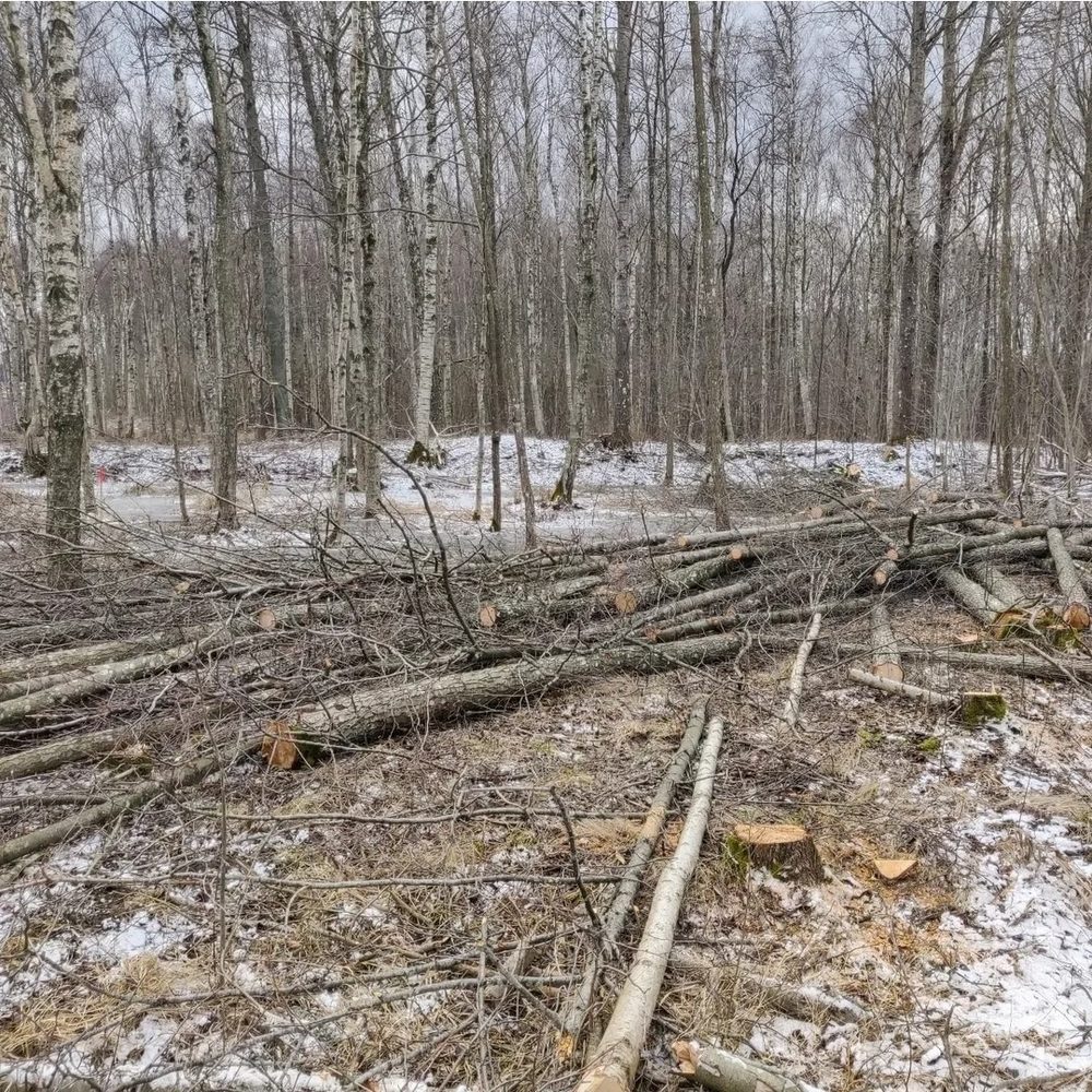 Gallrad skog med kapade stammar liggande på snötäckt mark