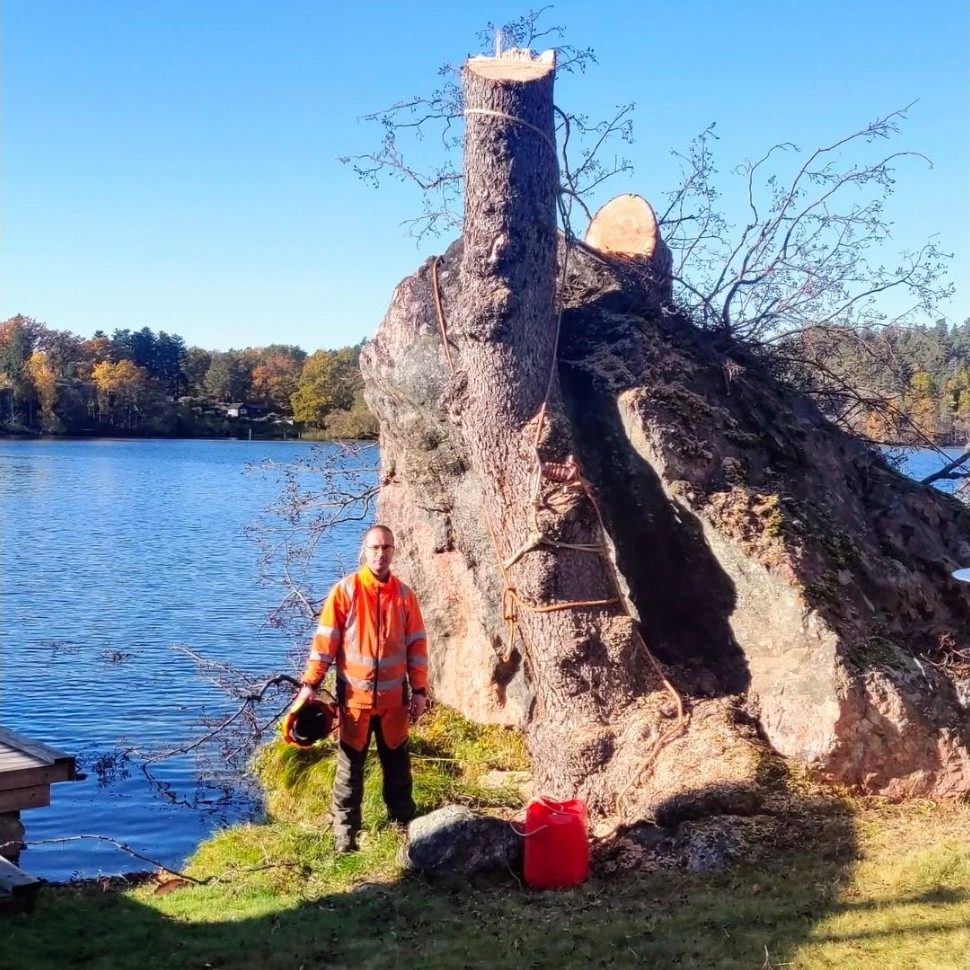 Medarbetare i varselkläder intill en grov stam på en klipphäll vid vattnet