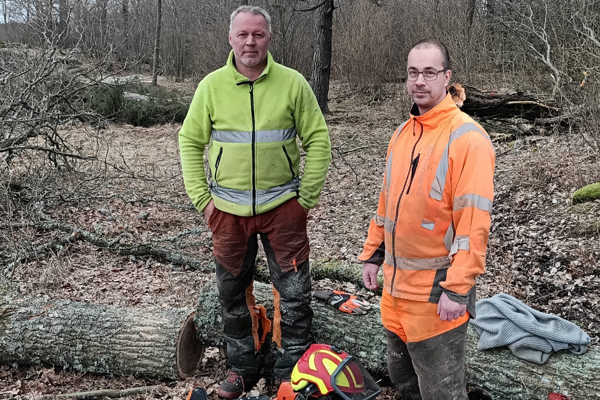 Två arborister i varselkläder står vid nedtagna stammar i ett skogsbryn, med hjälm och sågutrustning på marken
